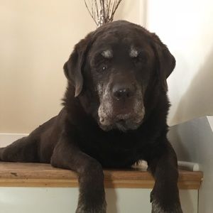 Meet your Posher, Julie